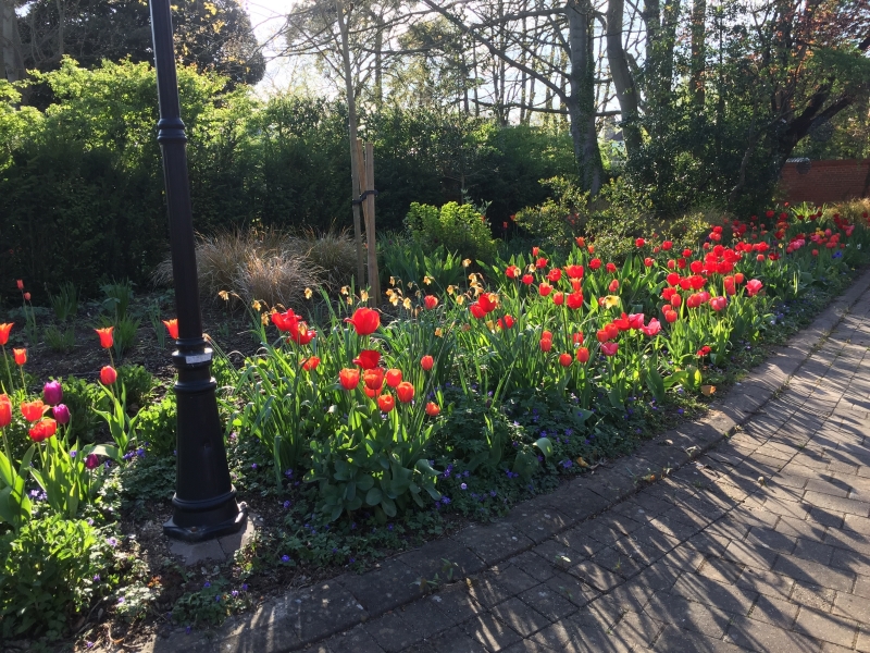 Chaucer Road Gardens